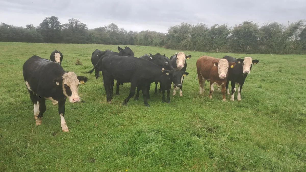 Angus and hereford 25 born - Image 1