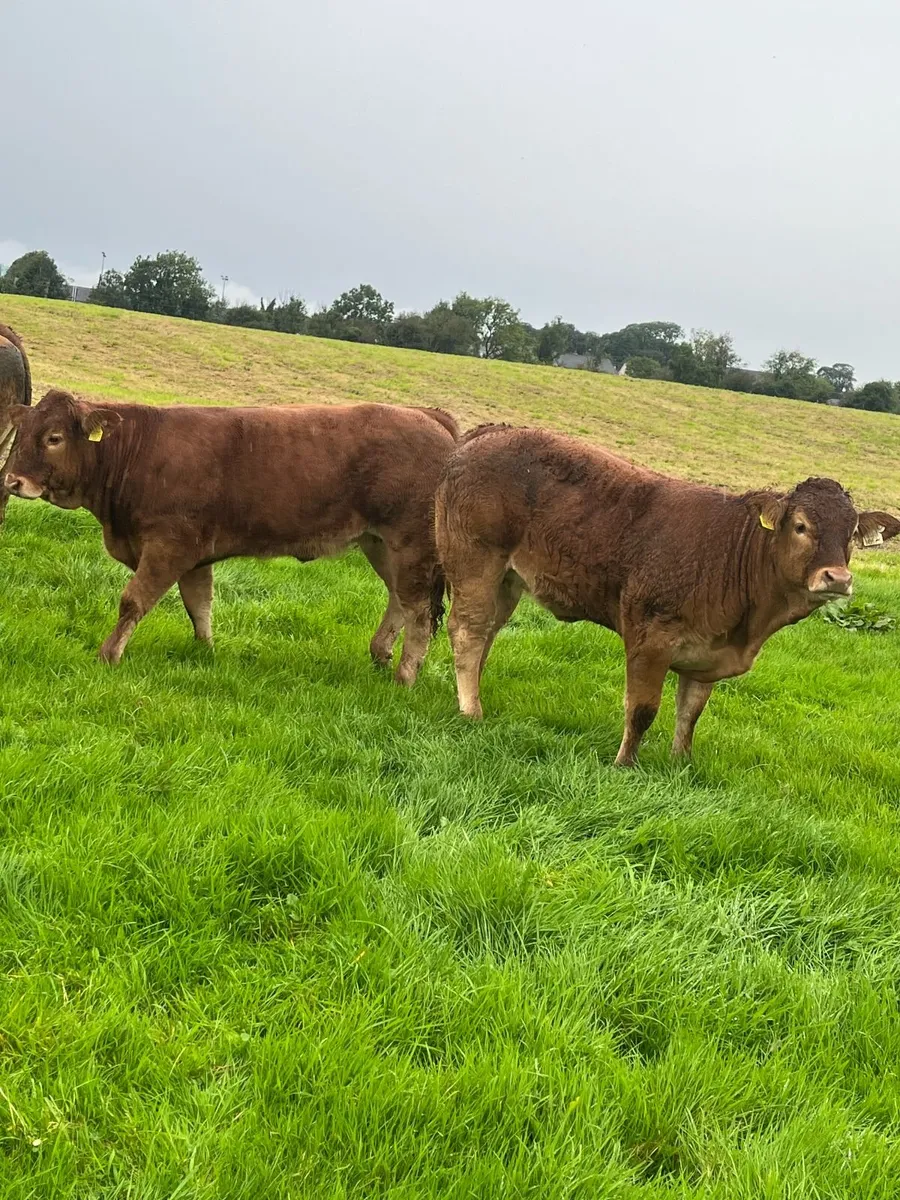 Limousin Heifers, Manorhamilton Mart. 28th Sep. - Image 2