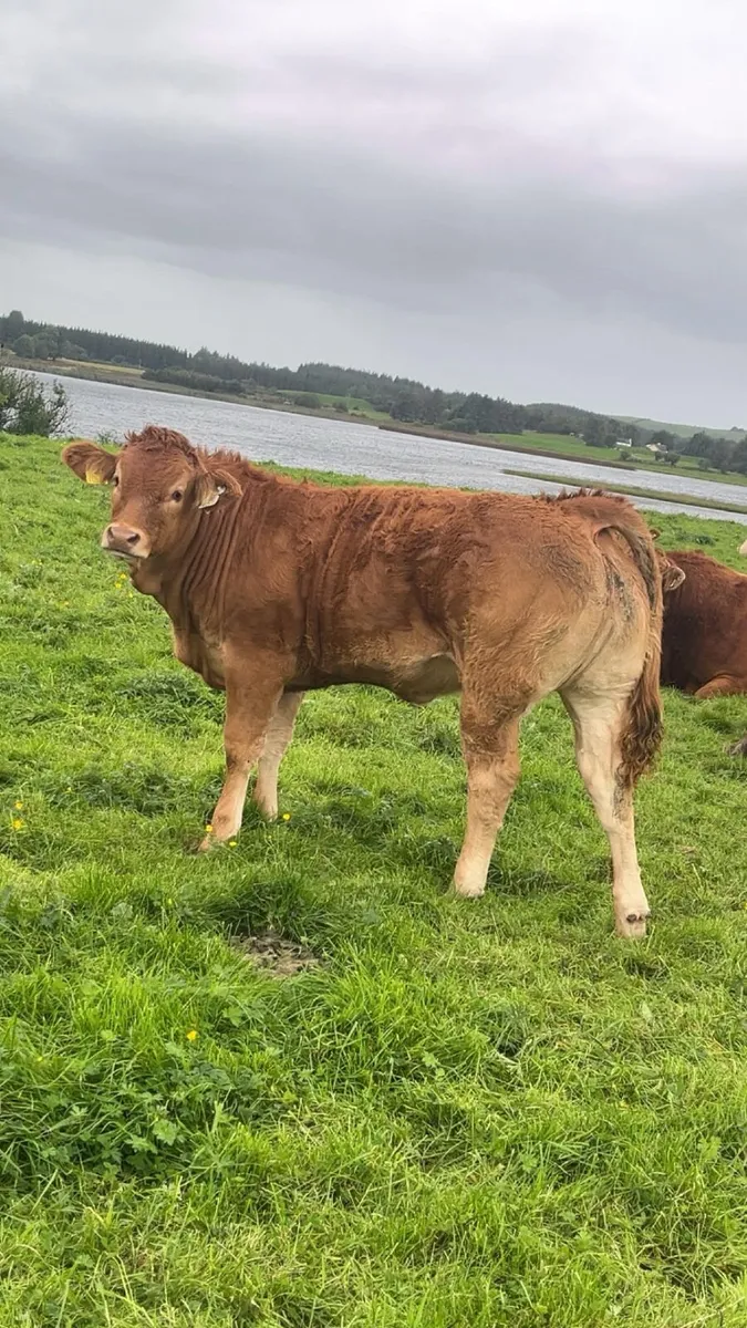 Limousin Heifers, Manorhamilton Mart. 28th Sep. - Image 1