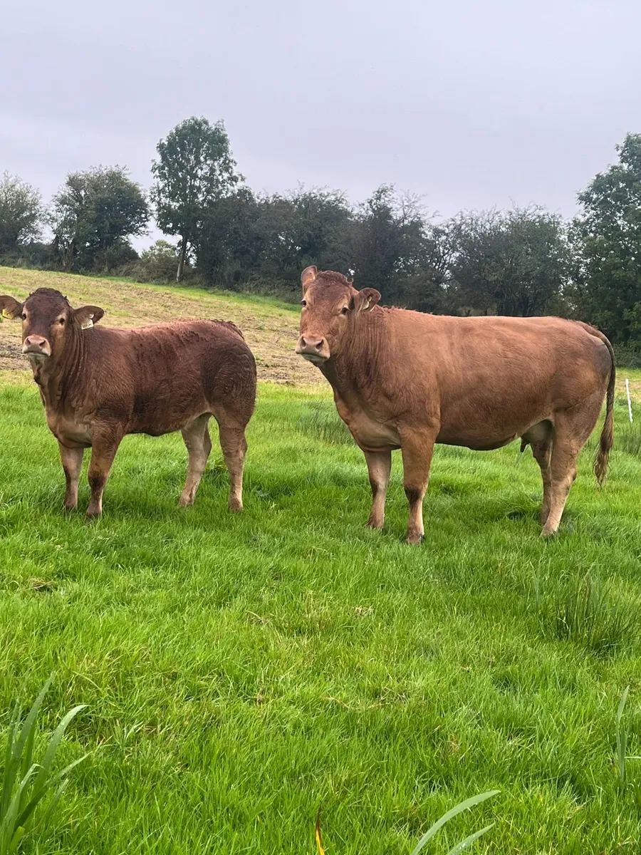 Limousin Heifers, Manorhamilton Mart. 28th Sep. - Image 3