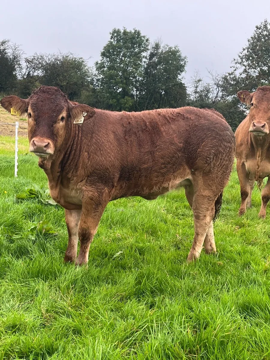 Limousin Heifers, Manorhamilton Mart. 28th Sep. - Image 4