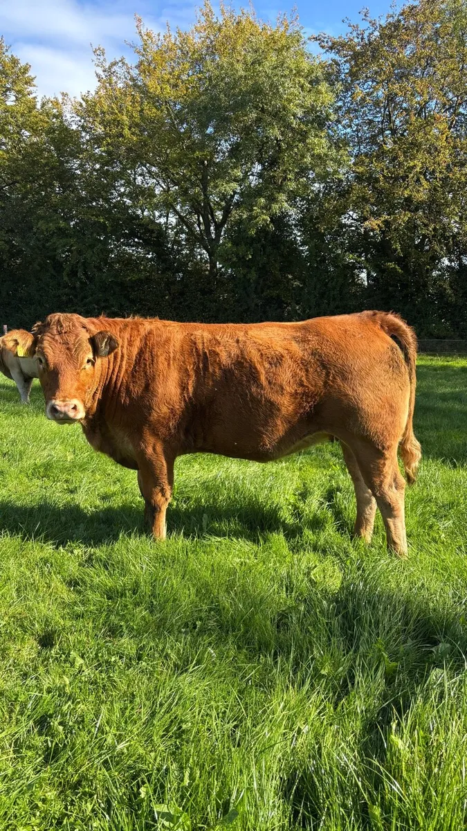 Quality Breeding Heifers - SCEP Eligible - Image 1