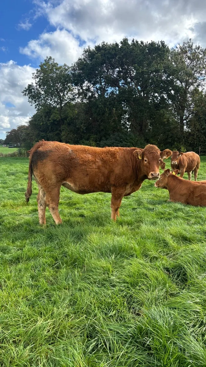 Quality Breeding Heifers - SCEP Eligible - Image 2