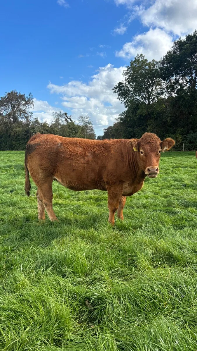 Quality Breeding Heifers - SCEP Eligible - Image 3