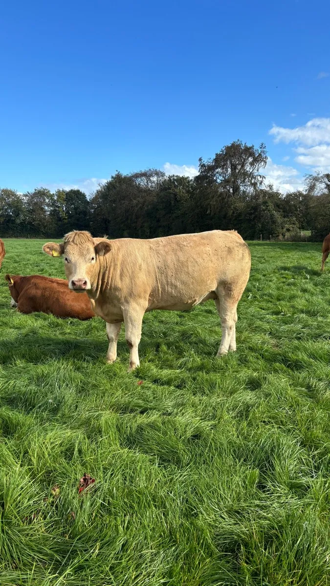Quality Breeding Heifers - SCEP Eligible - Image 4