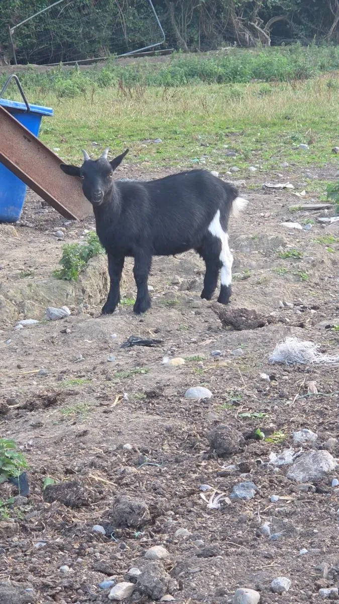 Lovely Pygmy goats - Image 1