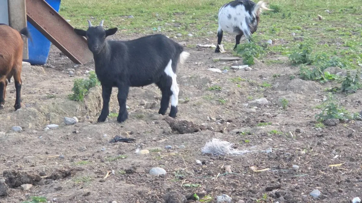 Lovely Pygmy goats - Image 2