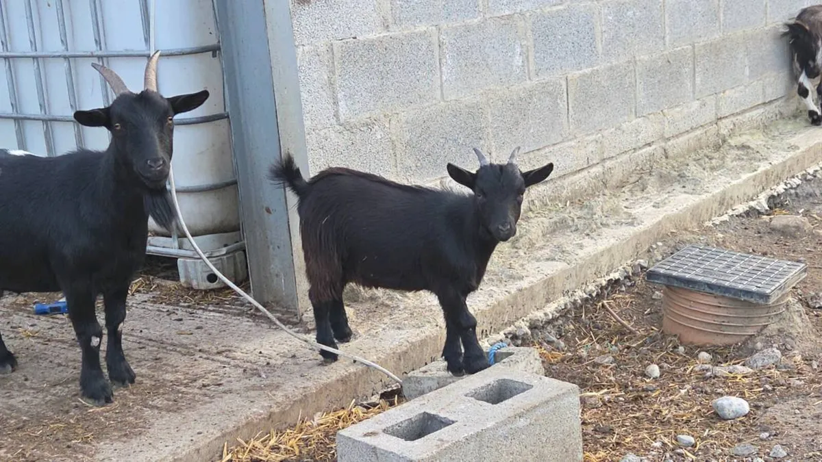 Lovely Pygmy goats - Image 3