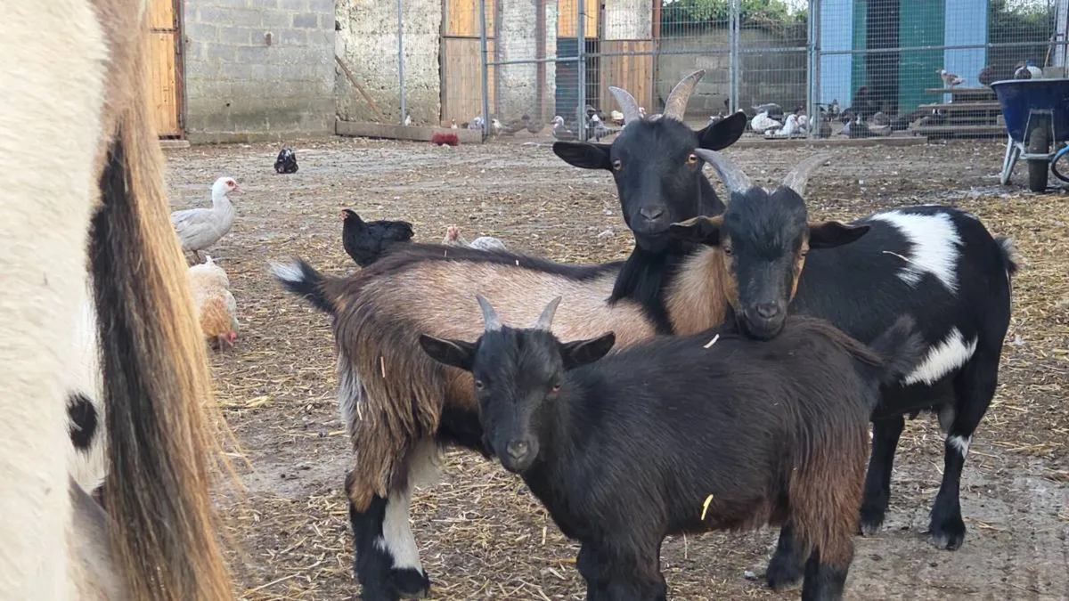 Lovely Pygmy goats - Image 4