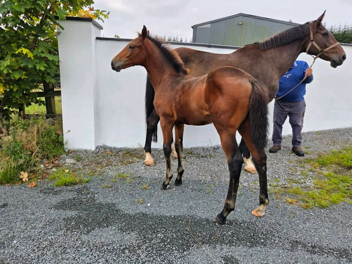 4yr Old (RID) Irish Draft Filly - Image 2