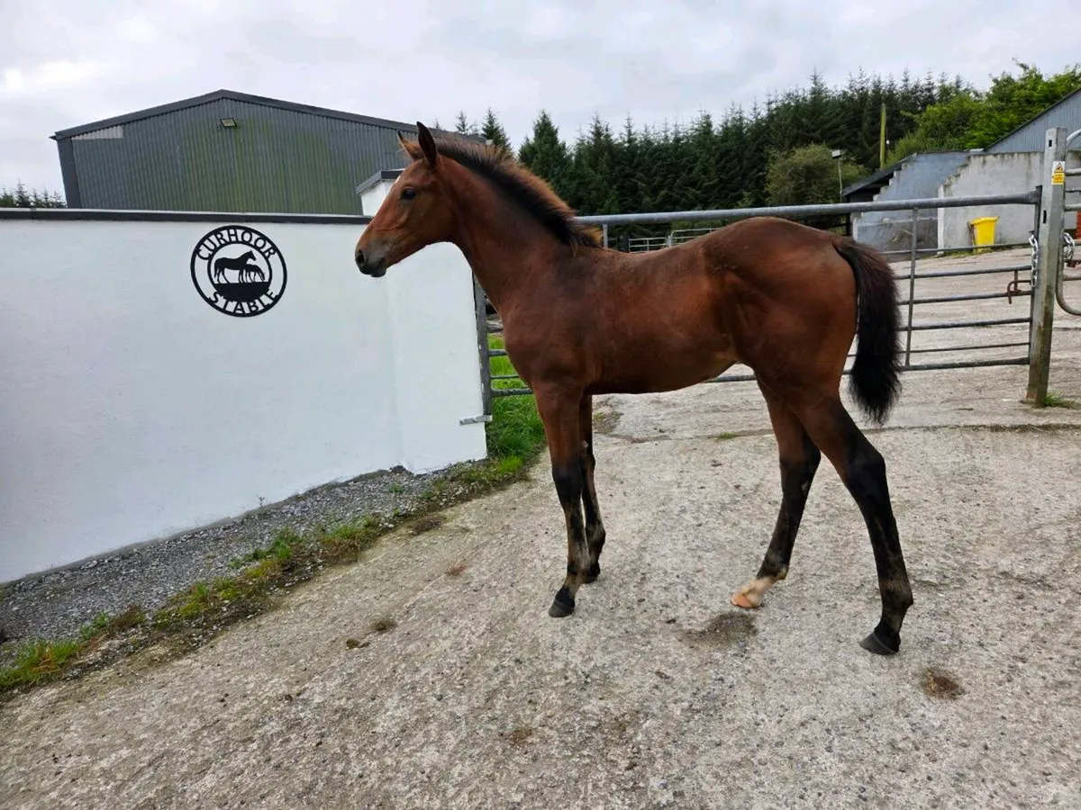 4yr Old (RID) Irish Draft Filly - Image 3