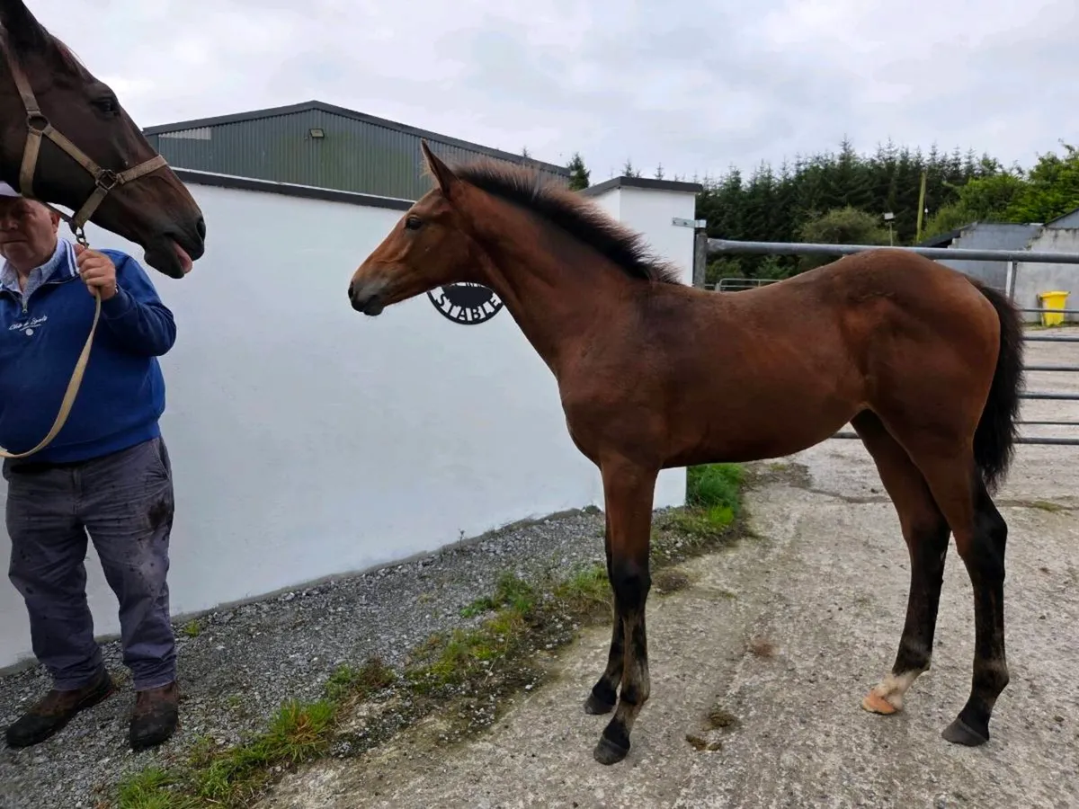 4yr Old (RID) Irish Draft Filly - Image 4