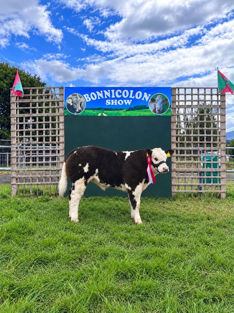 Bull show calf - Image 1