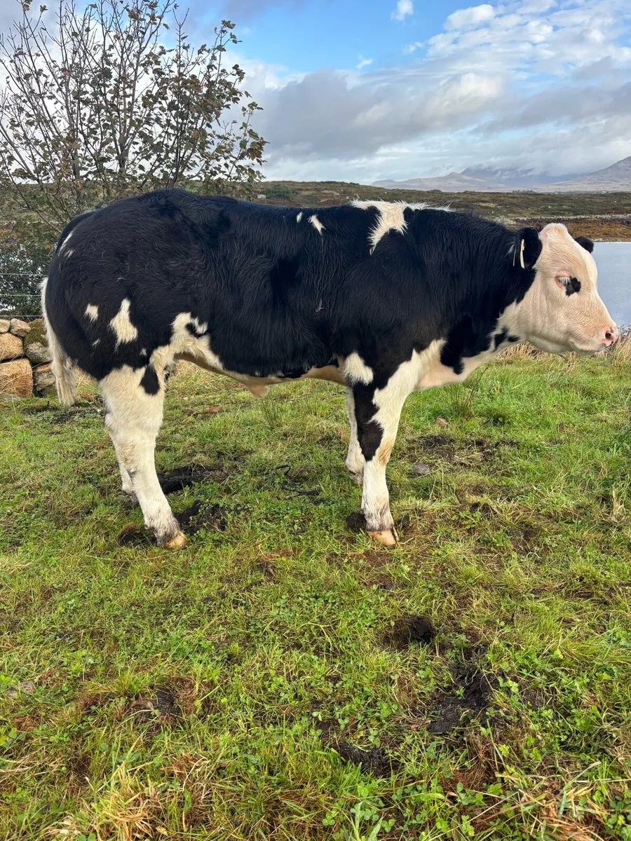Bull show calf - Image 2