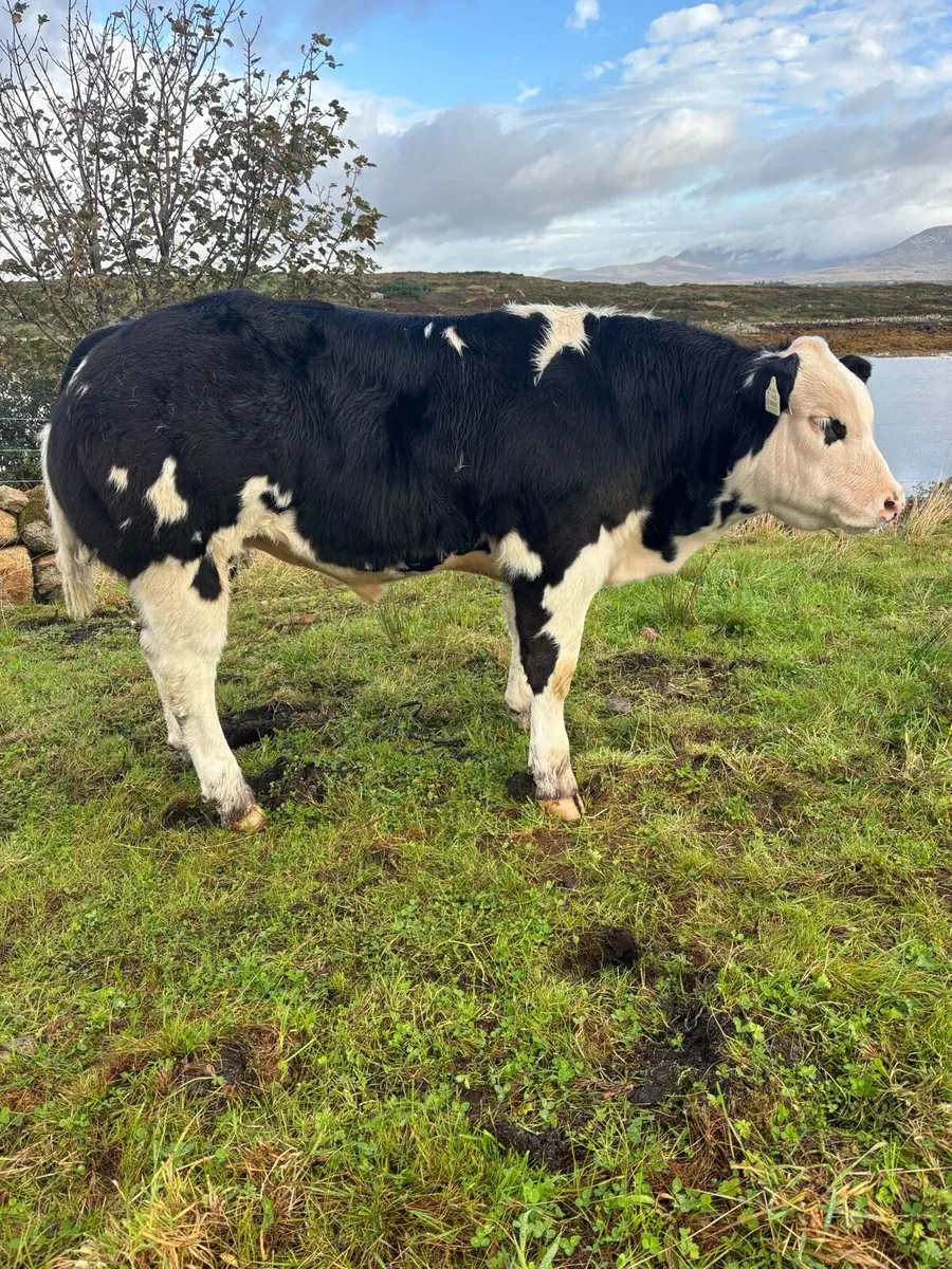 Bull show calf - Image 3