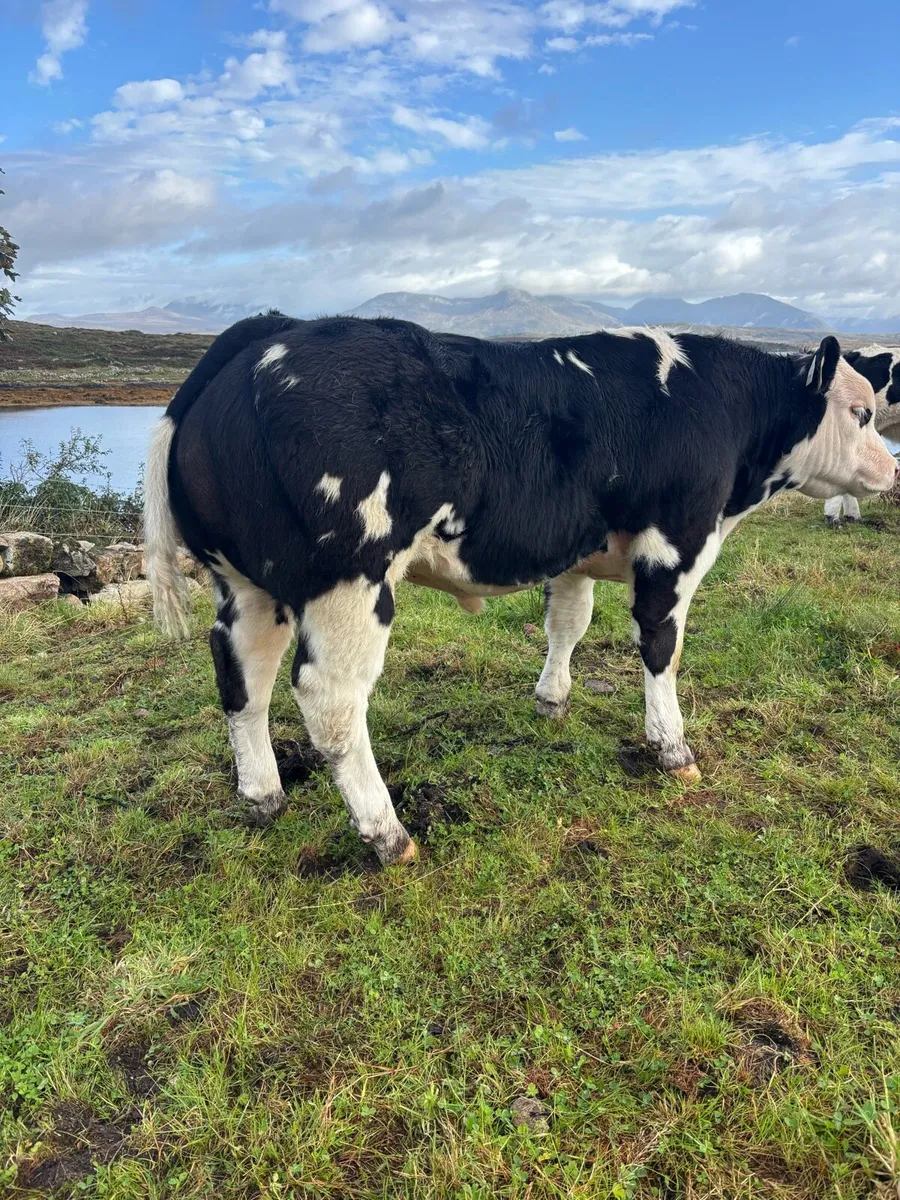 Bull show calf - Image 4