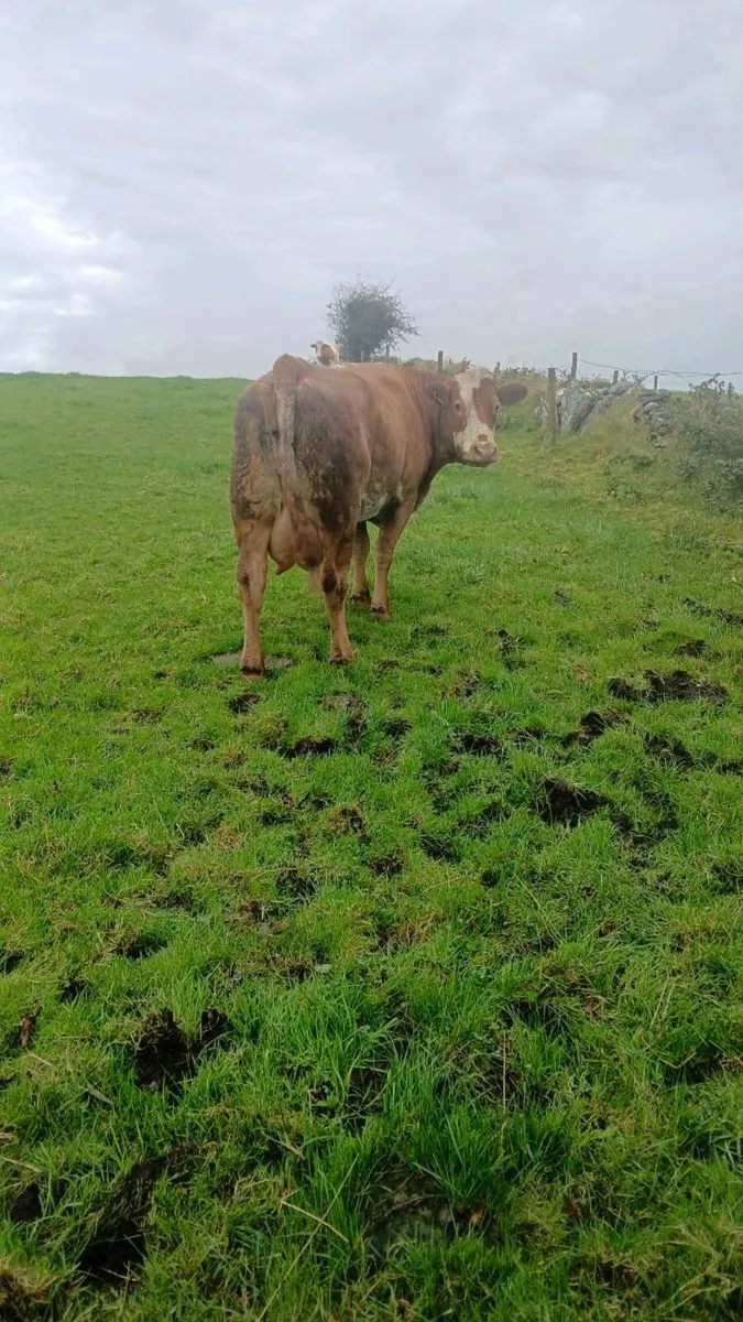 Foster cow or calf wanted - Image 2