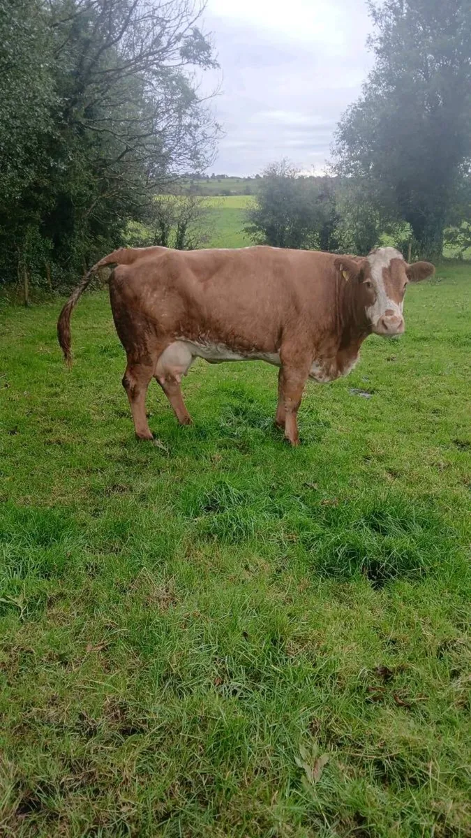 Foster cow or calf wanted - Image 3