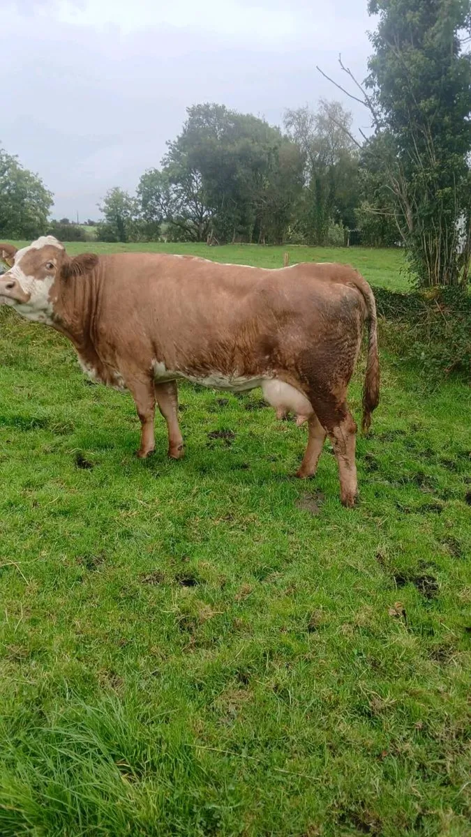 Foster cow or calf wanted - Image 1