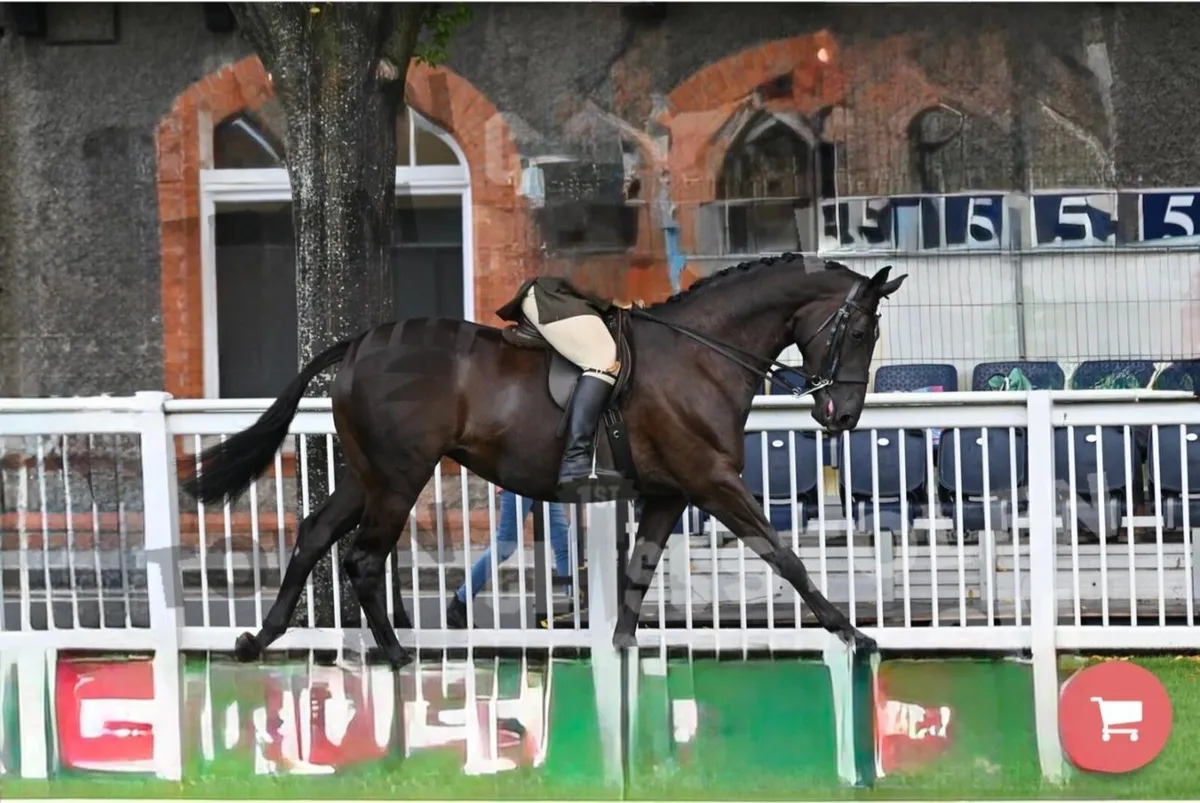 Attractive BLACK colt for sale - Image 2