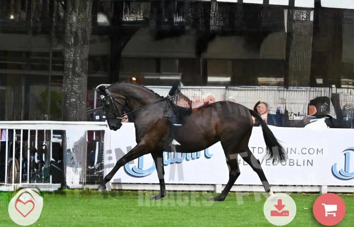 Attractive BLACK colt for sale - Image 3