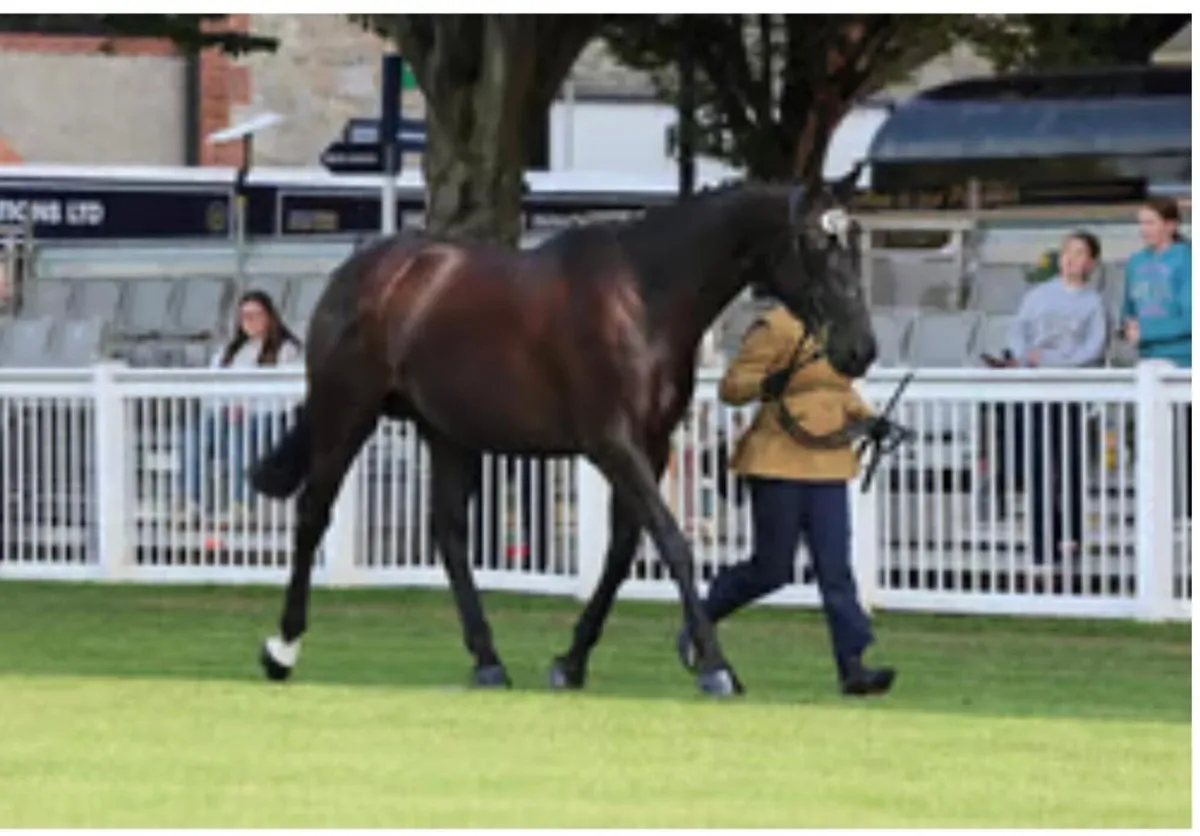 Attractive BLACK colt for sale - Image 4