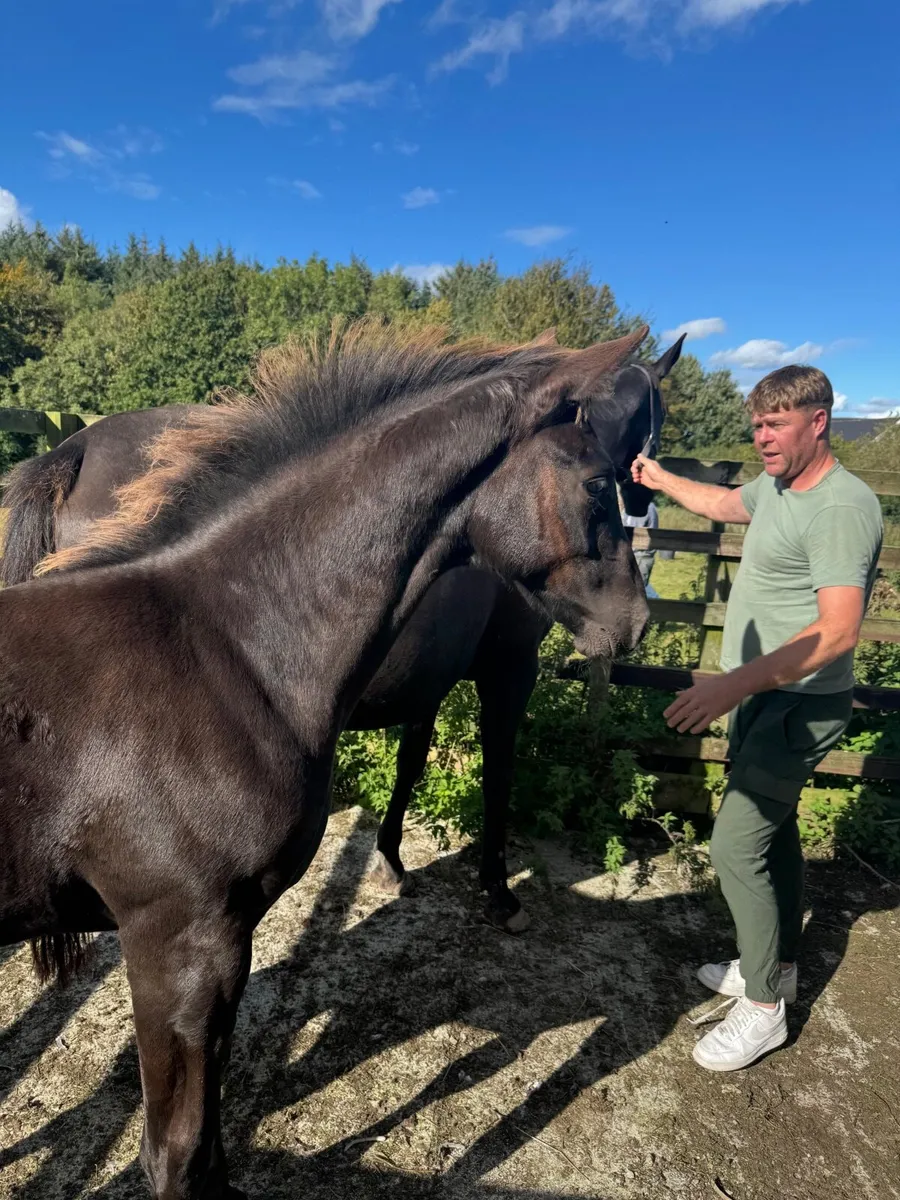 Attractive BLACK colt for sale - Image 1
