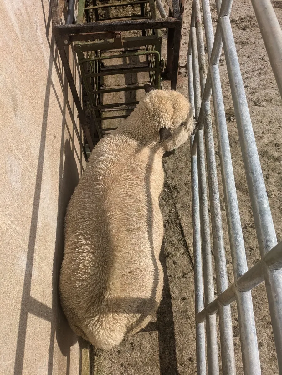 Ram lamb - Image 2