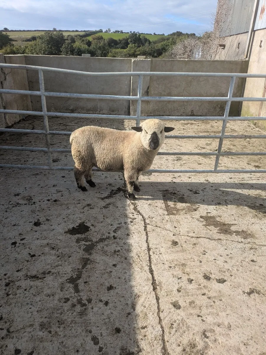 Ram lamb - Image 3