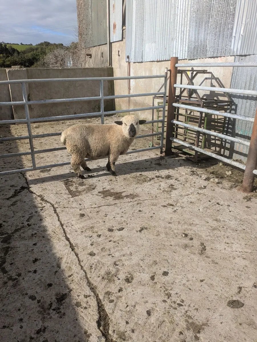 Ram lamb - Image 4