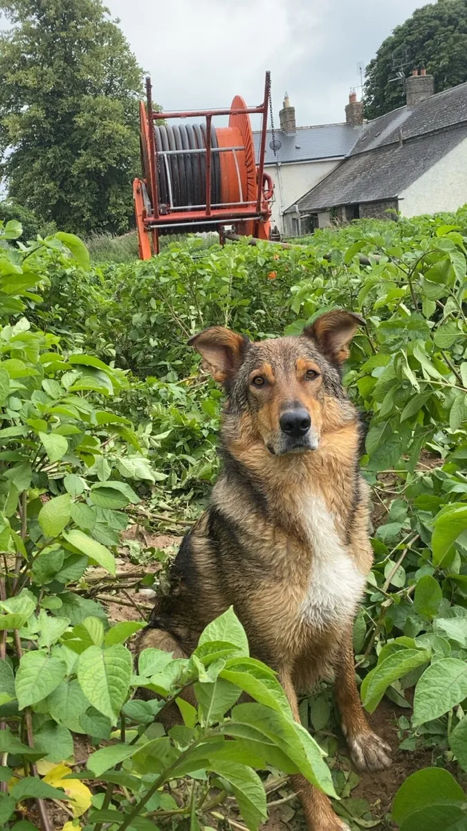 Land wanted for potatoes - Image 1