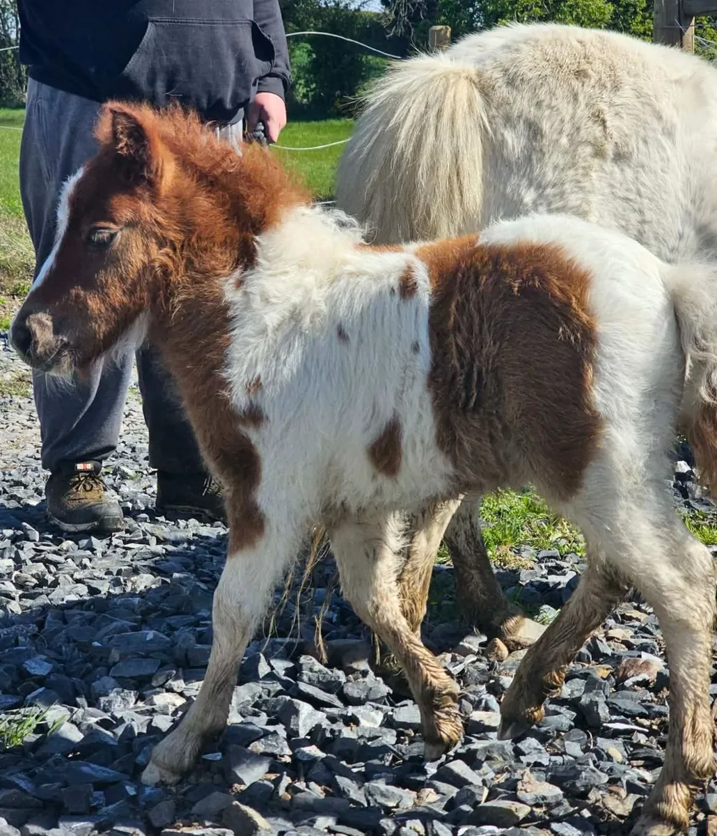 Shetland pony foal - Image 2