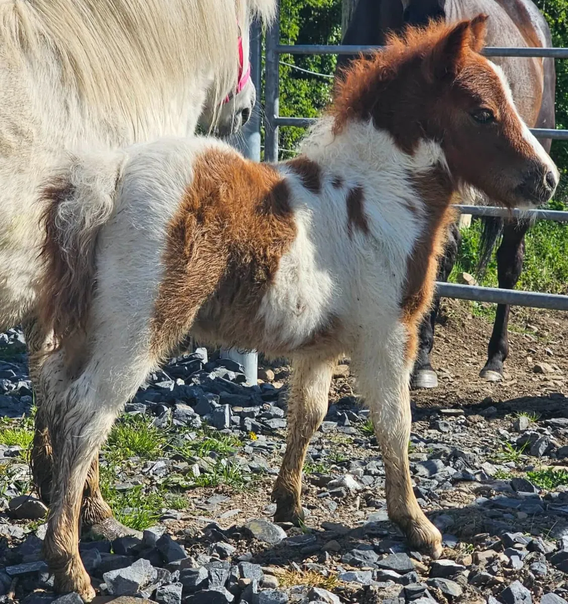 Shetland pony foal - Image 3