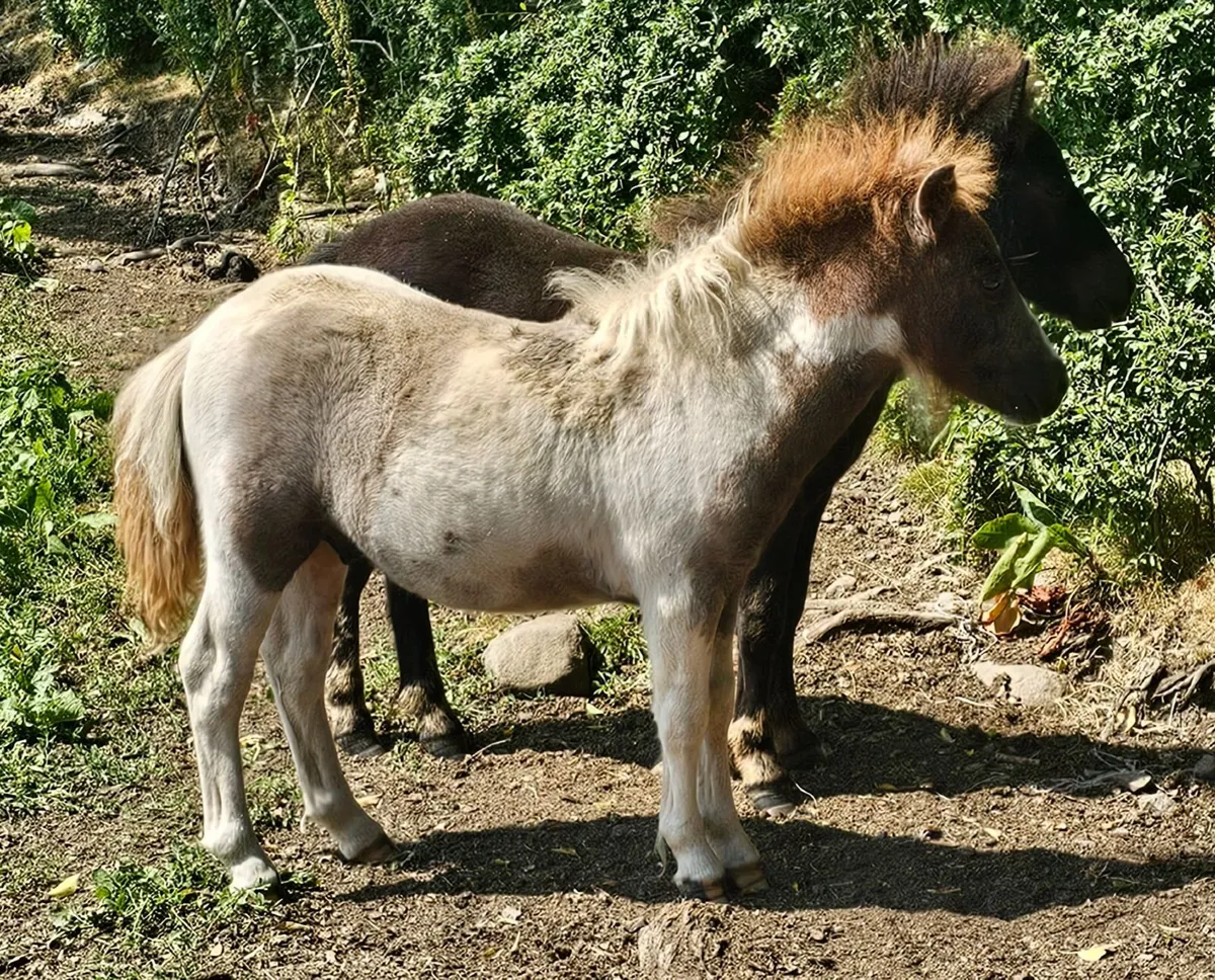 Shetland pony foal - Image 4