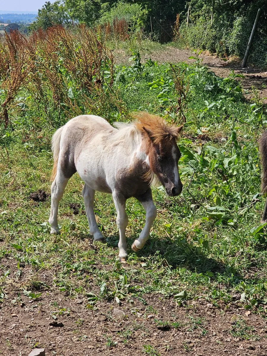 Shetland pony foal - Image 1