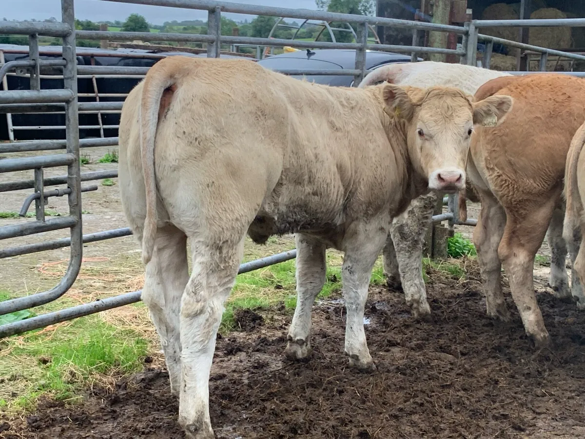 U grade heifers - Image 2