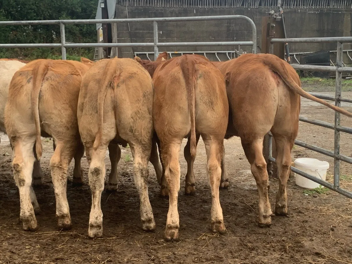 U grade heifers - Image 4