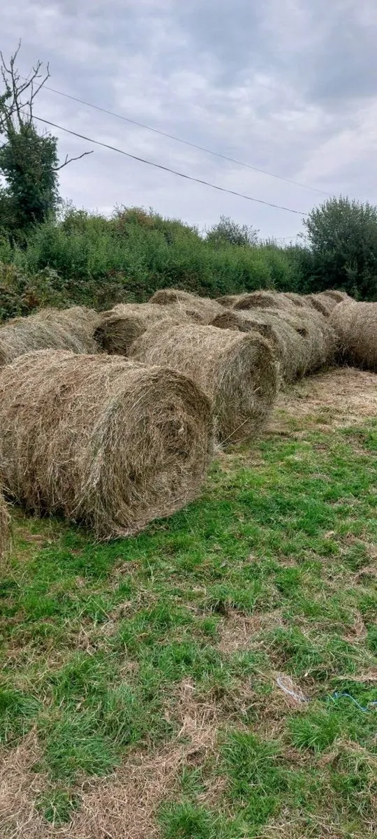 Bales of Rushes/bedding - Image 1