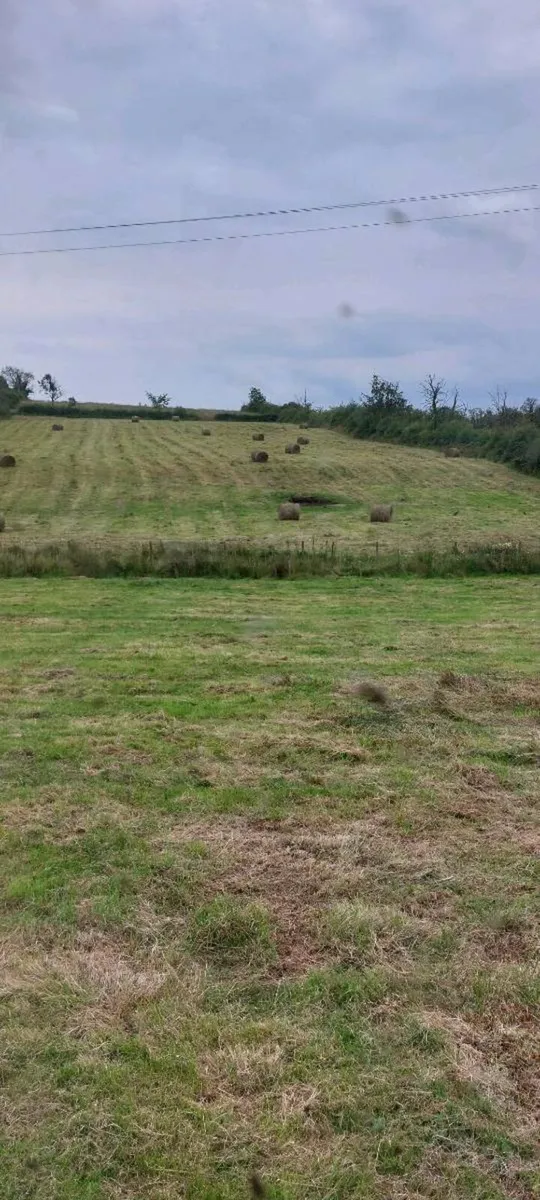 Bales of Rushes/bedding - Image 2