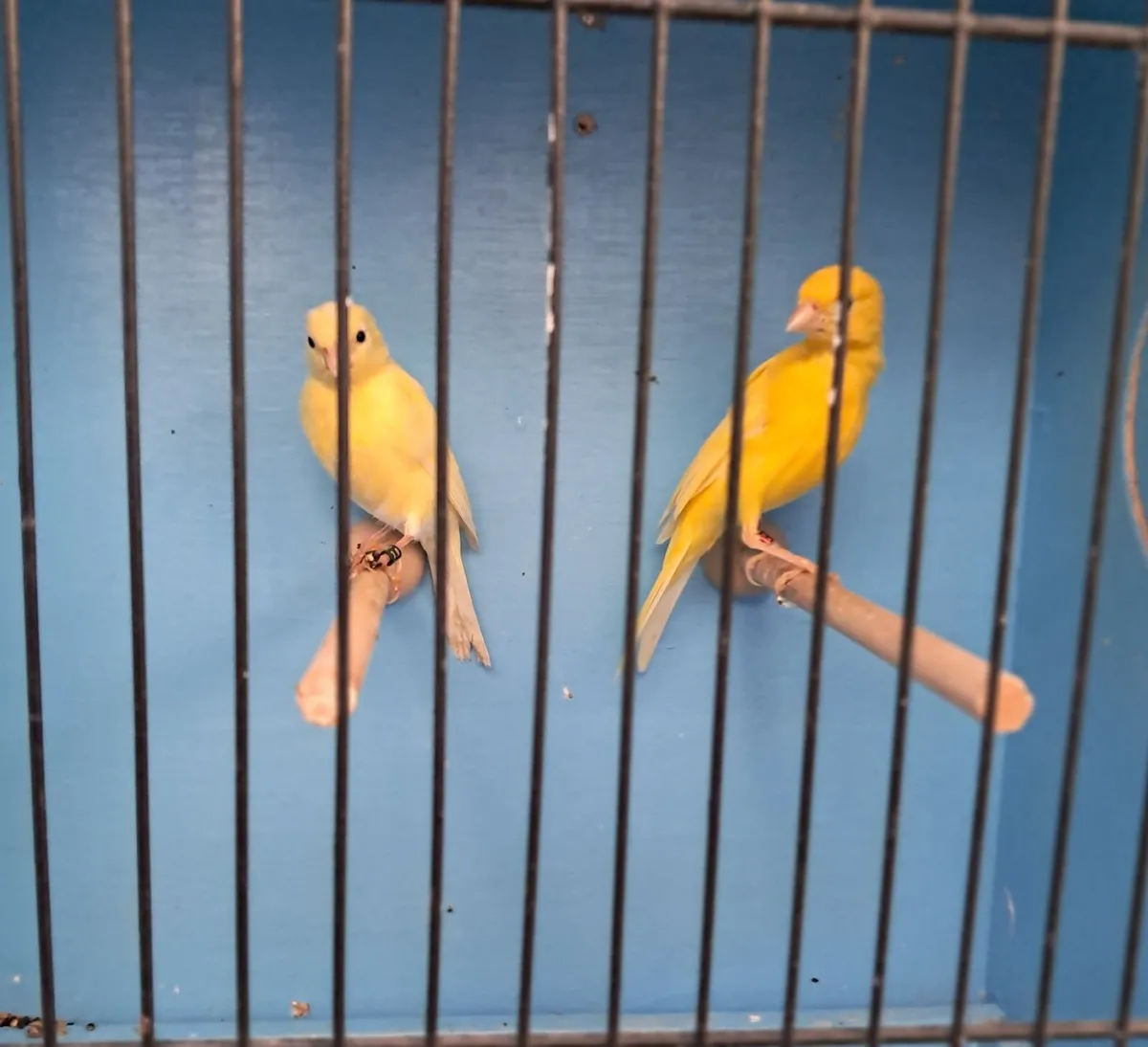 Birds for Sale. Aviary Clearance. - Image 2
