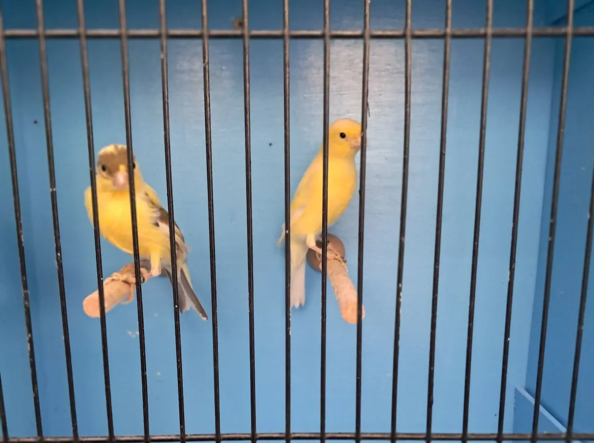 Birds for Sale. Aviary Clearance. - Image 3
