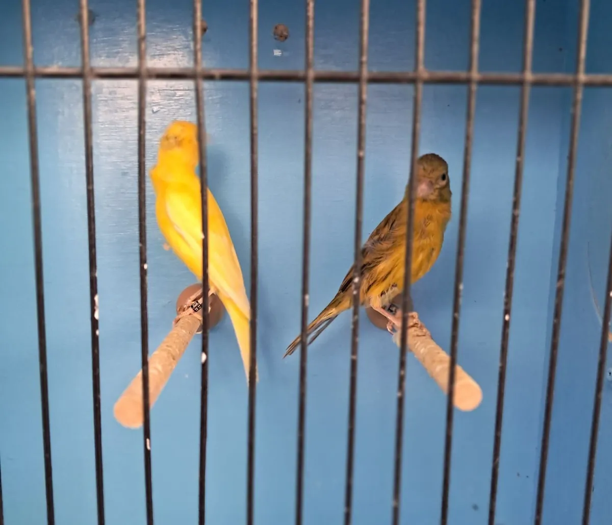 Birds for Sale. Aviary Clearance. - Image 4