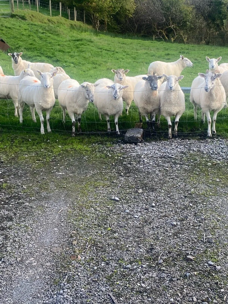 Cheviot Hoggets - Image 3