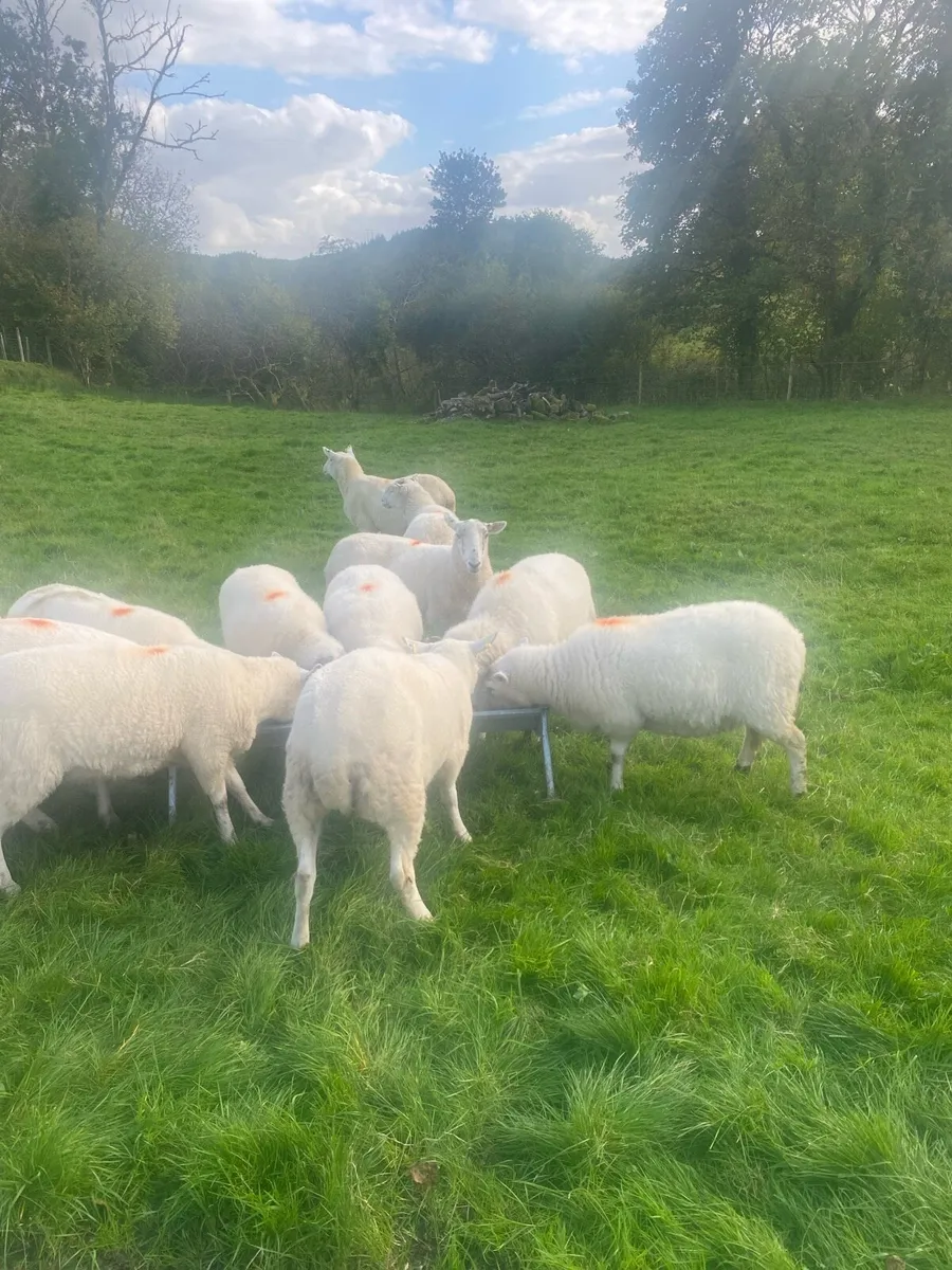 Cheviot Hoggets - Image 4