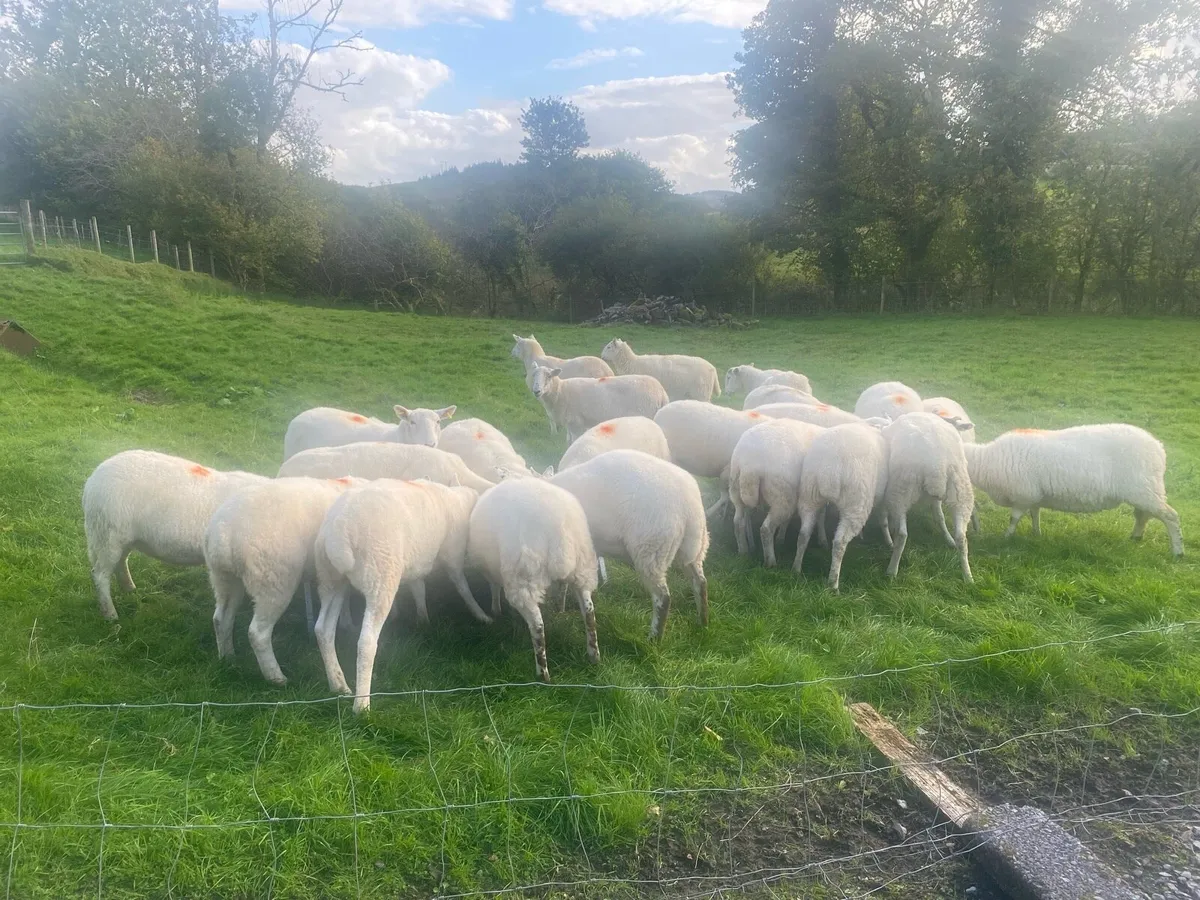 Cheviot Hoggets - Image 1