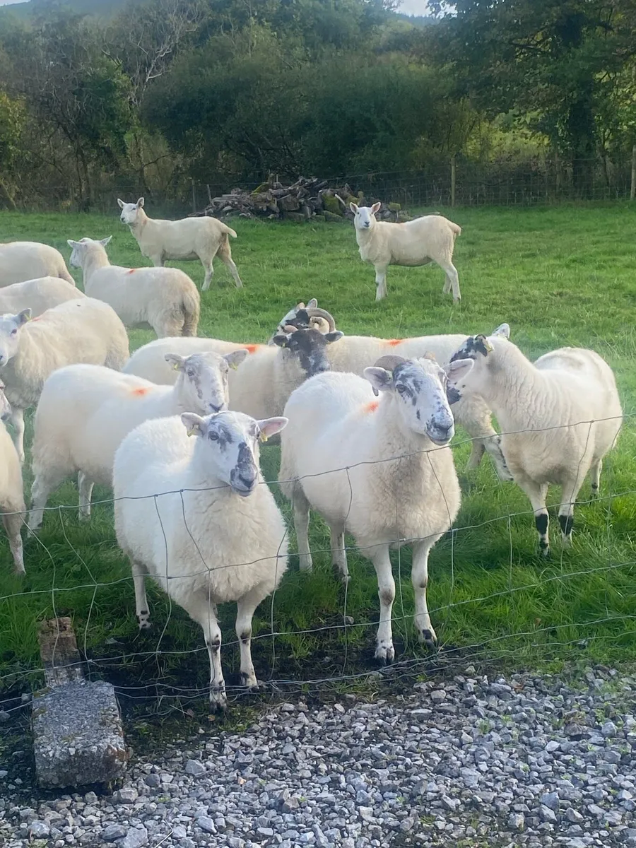 Cheviot Hoggets - Image 2