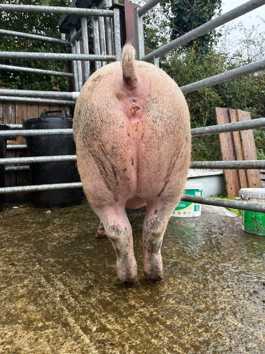 Pigs - Image 2