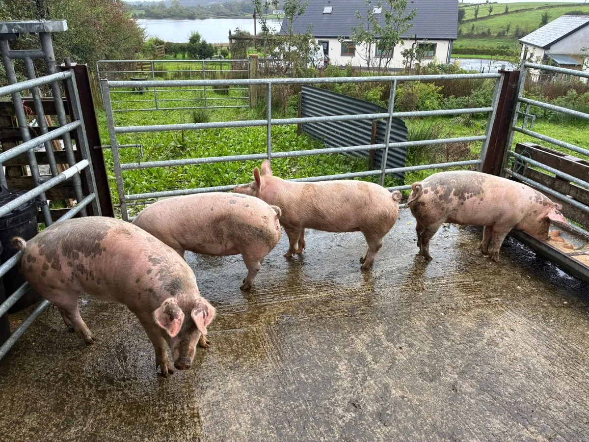 Pigs - Image 3