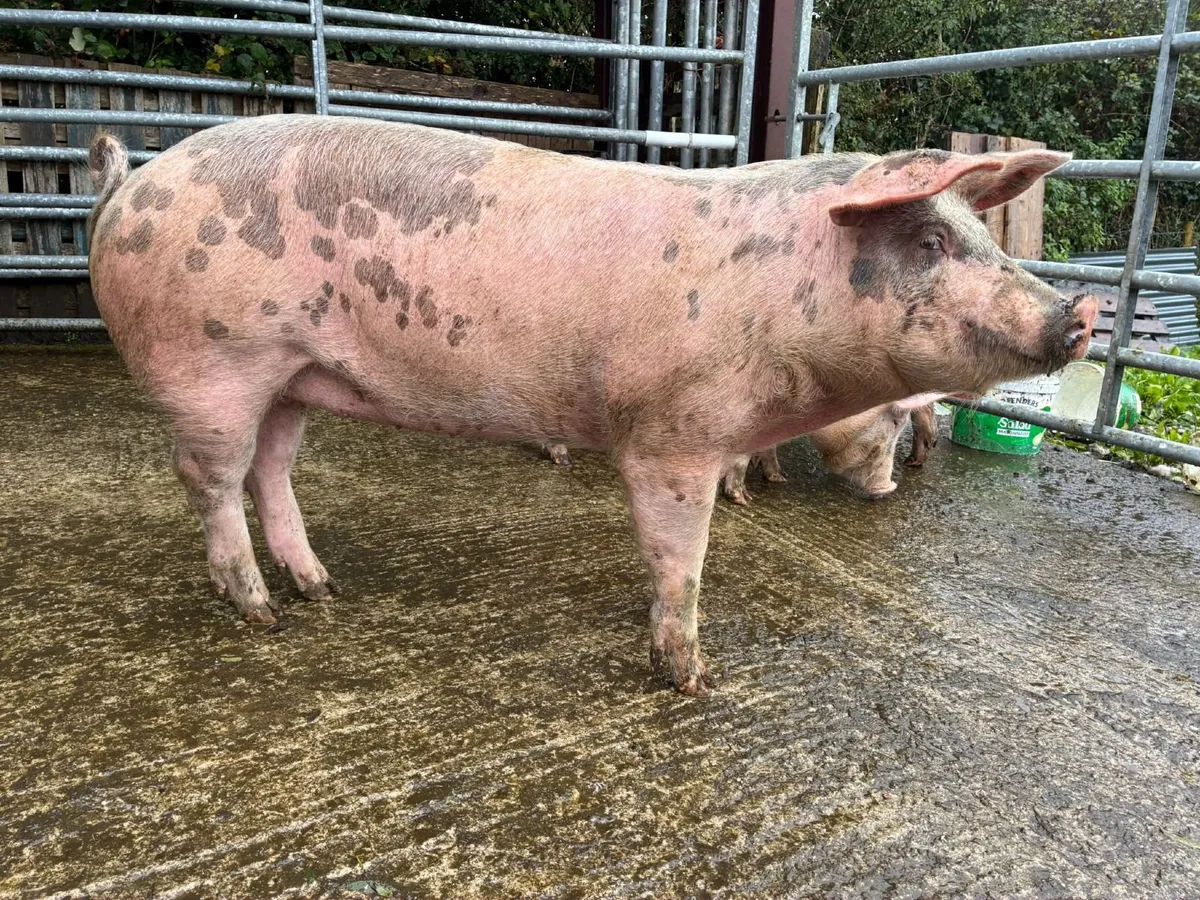 Pigs - Image 1