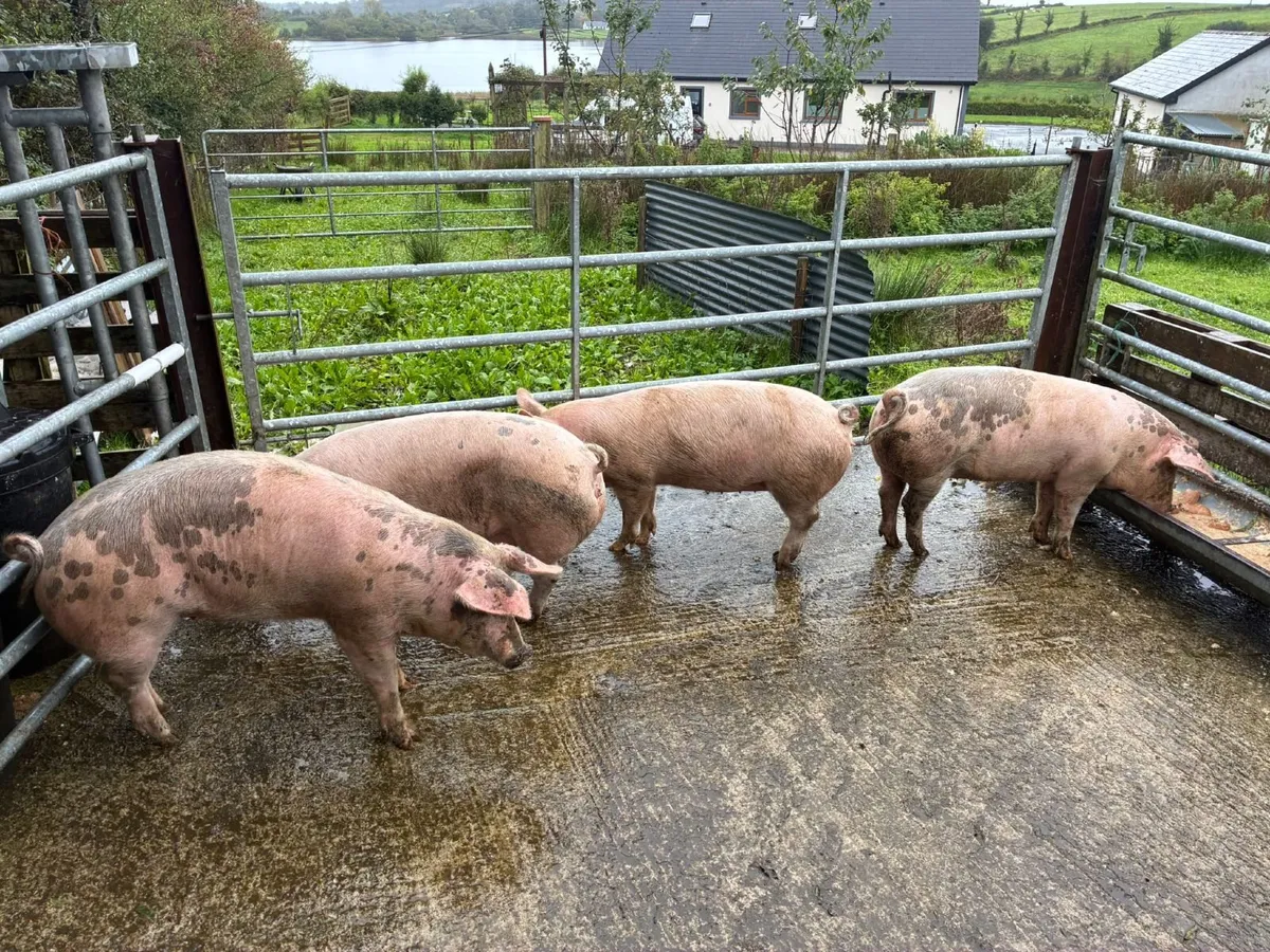 Pigs - Image 4